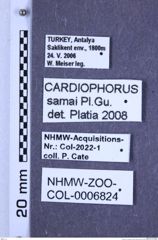 Etiketten zu Cardiophorus samai (Platia & Gudenzi, 2000) (NHMW-ZOO-COL-0006824)